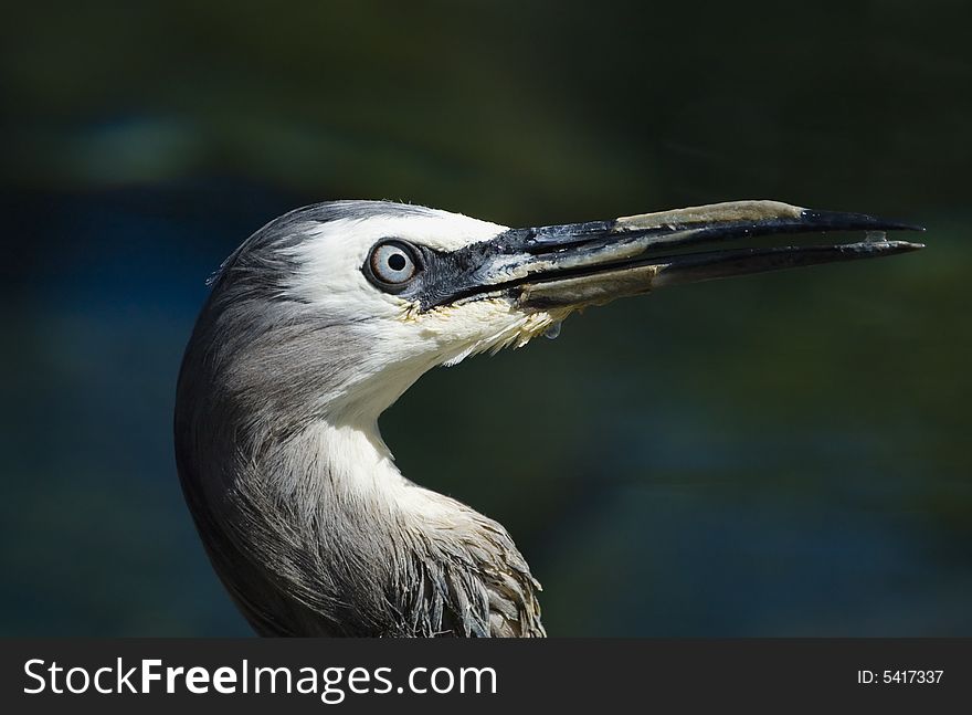 Head of a white-faced heron close-up