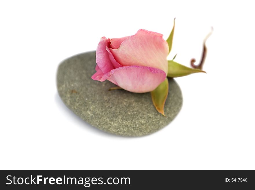 Rose bud on stone pebble spa objects. Isolated over white. Rose bud on stone pebble spa objects. Isolated over white