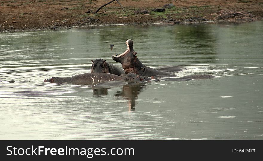 Roaring hippo in the middle of a group of other few in a natural dam in Pilansberg National Park in South Africa. Roaring hippo in the middle of a group of other few in a natural dam in Pilansberg National Park in South Africa.