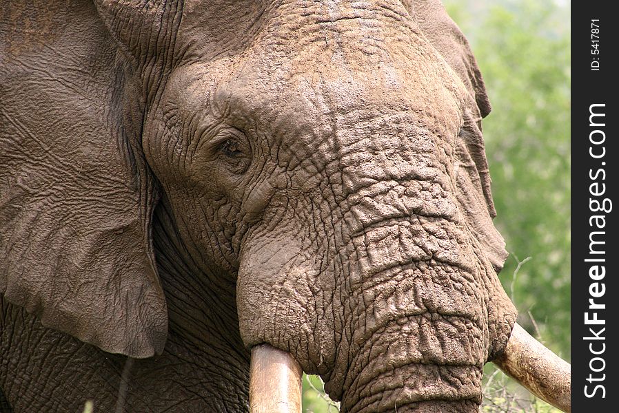 Close-up picture of African bull elephant was taken in Pilansberg National Park in South Africa. Close-up picture of African bull elephant was taken in Pilansberg National Park in South Africa