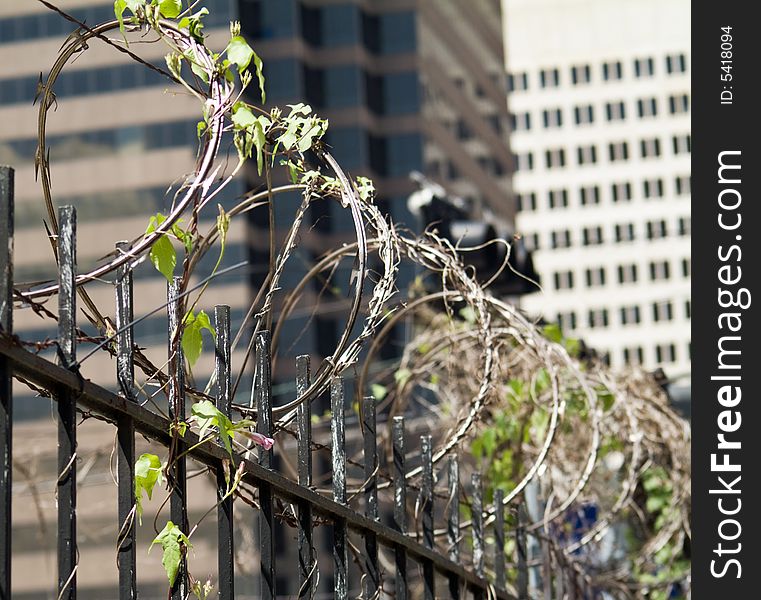 A city fence topped with razor sharp barbed wire with a flowering vine growing on it. A city fence topped with razor sharp barbed wire with a flowering vine growing on it.
