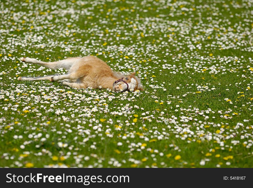 A sweet young horse foal resting on flower field