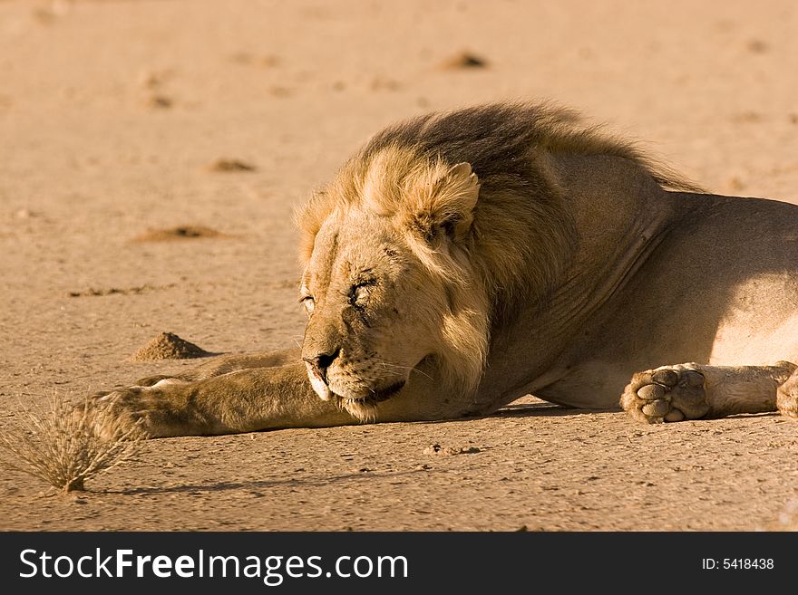Black-maned lion in Kgalagadi Transfrontier Park