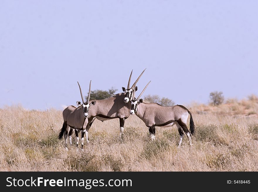 Three gemsbok in Kgalagadi Transfrontier Park