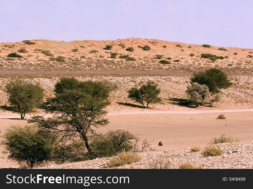 Kgalagadi Transfrontier Park Landscape (south africa)