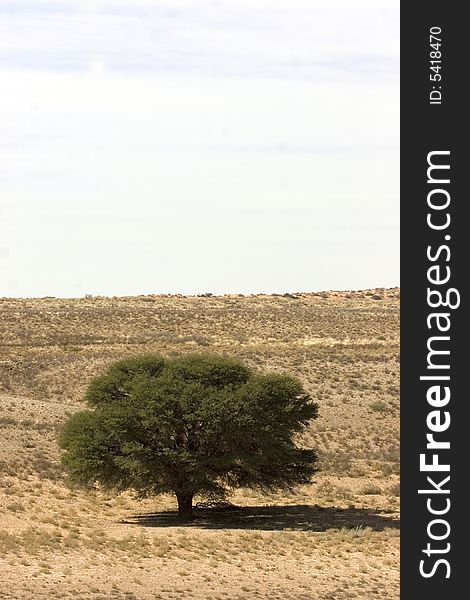 Tree in Kgalagadi Transfrontier Park  (south africa). Tree in Kgalagadi Transfrontier Park  (south africa)