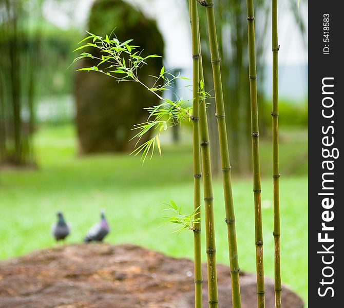 Bamboo saplings seen in a Chinese garden framing rocks and pigeons in the background. Bamboo saplings seen in a Chinese garden framing rocks and pigeons in the background
