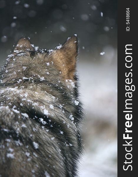 This Alaskan Malamute had seen some dogs getting ready for racing in the distance and watched them constantly.  I took this shot moments before he started howling and jumping up and down.

Their coats are very thick and the snow just settles on them. This Alaskan Malamute had seen some dogs getting ready for racing in the distance and watched them constantly.  I took this shot moments before he started howling and jumping up and down.

Their coats are very thick and the snow just settles on them.