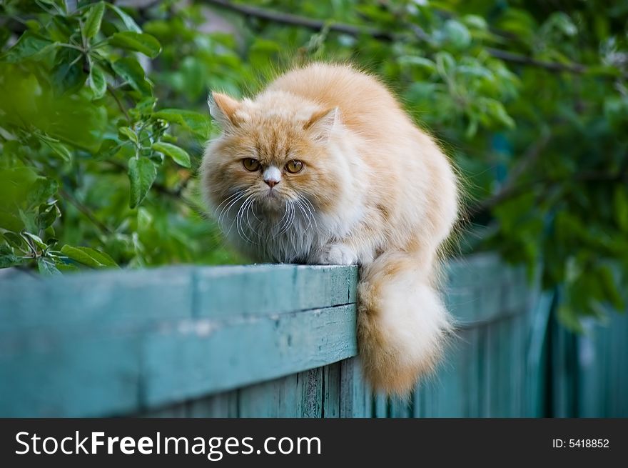 The red cat sits on a fence and look in the camera. The red cat sits on a fence and look in the camera