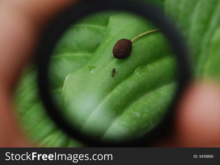 Ant under magnifying glass collecting food on a green leaf