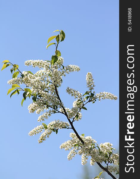 White bird cherry in the summer