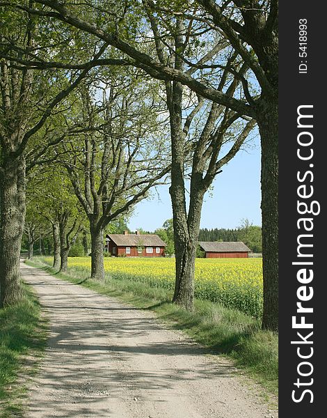 Tree alley with a red cottage by a field