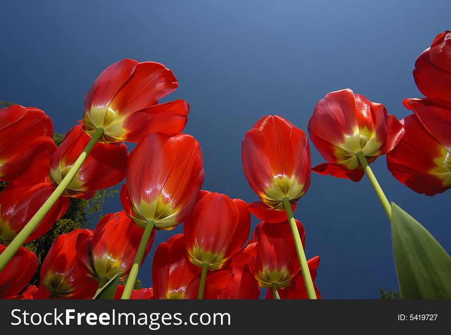 Tulips thrust their gleaming red flowers high into a clear blue sky. Space for text in the sky.