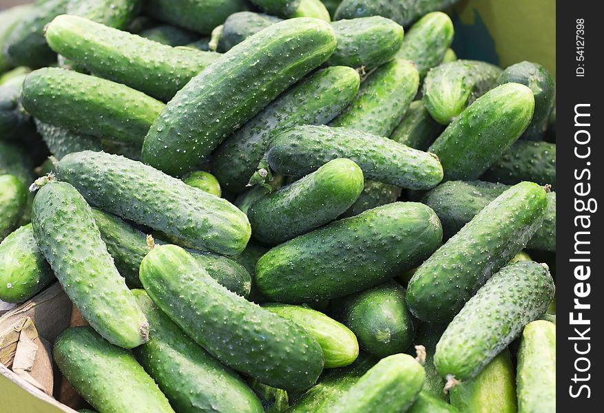 Fresh green cucumber collection outdoor on market macro. Fresh green cucumber collection outdoor on market macro