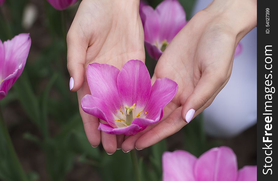 Beautiful tulips in female hands on nature background. Beautiful tulips in female hands on nature background