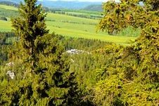 Spruce Forest Royalty Free Stock Photography
