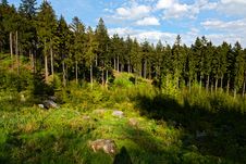 Spruce Forest Royalty Free Stock Photo