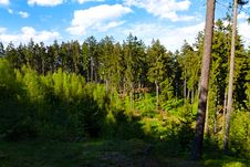 Spruce Forest Stock Photos