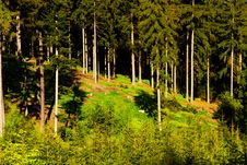 Spruce Forest Royalty Free Stock Image