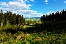 Spruce Forest Stock Images