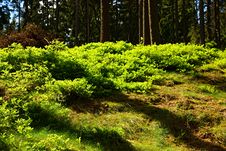 Spruce Forest Stock Images