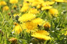 Yellow Dandelions Stock Photos Yellow Dandelions Stock Photos