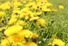 Yellow Beautiful Dandelions Stock Photography Yellow Beautiful Dandelions Stock Photography