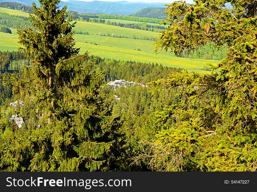 Spruce forest in the summer on a sunny day