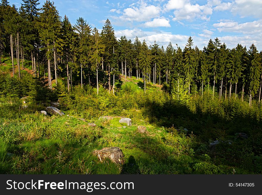 Spruce forest in the summer on a sunny day