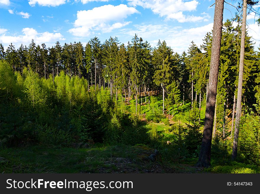 Spruce forest in the summer on a sunny day