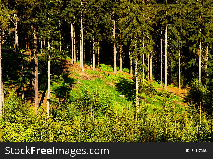 Spruce forest in the summer on a sunny day