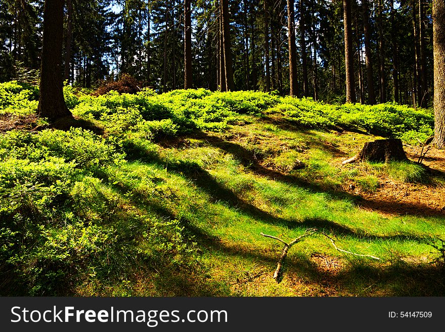 Spruce forest in the summer on a sunny day