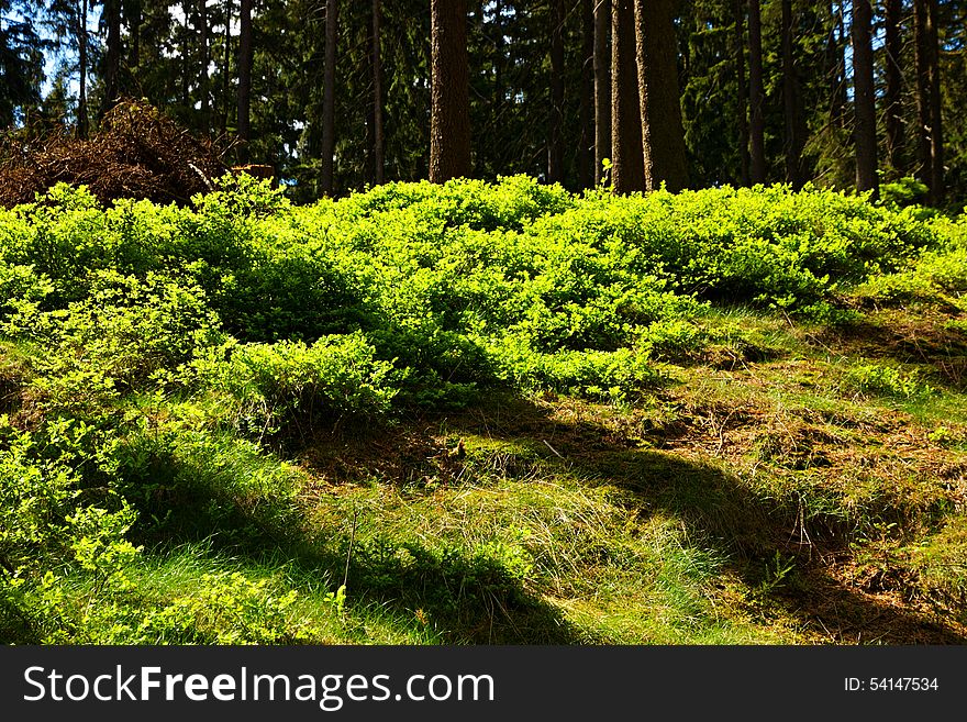 Spruce forest in the summer on a sunny day