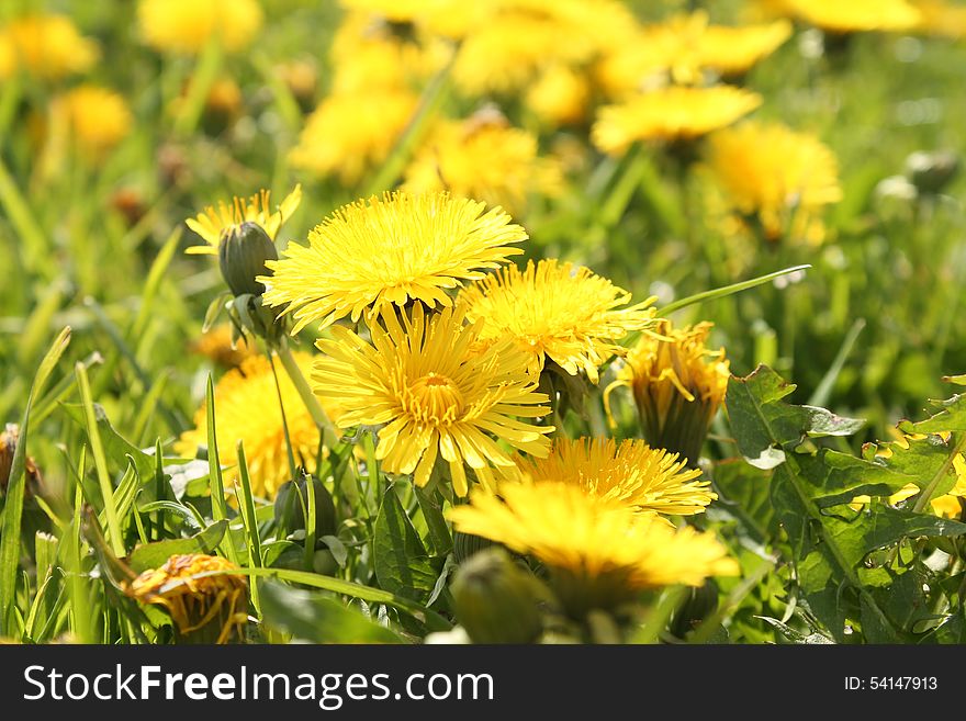 Yellow dandelions in the meadow