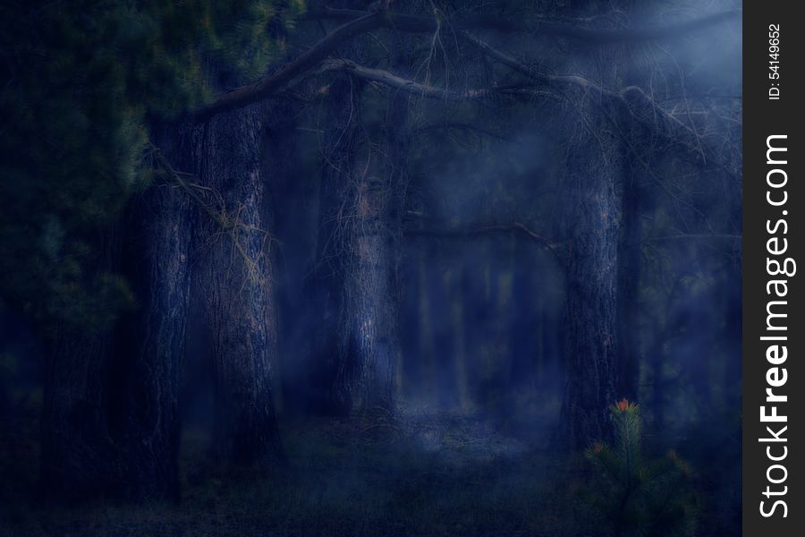 Dark deep magical forest with fog, halloween background.