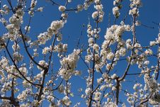 Flowering Cherry Stock Photos Flowering Cherry Stock Photos