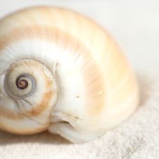 Curved Seashell Stock Image Curved Seashell Stock Image