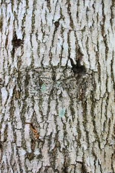 Bark Texture Royalty Free Stock Images