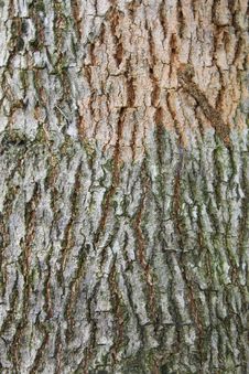 Bark Texture Royalty Free Stock Photo