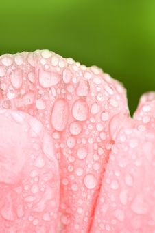 Water Drops On Petals Royalty Free Stock Images Water Drops On Petals Royalty Free Stock Images