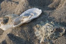 Seashells Stock Image Seashells Stock Image