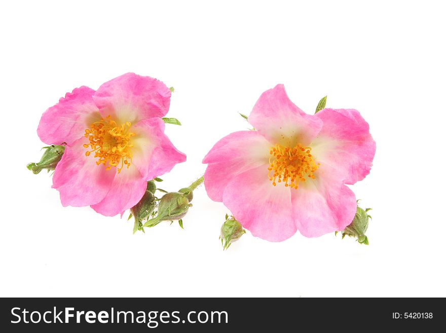 Two rose flowers isolated on a white background. Two rose flowers isolated on a white background
