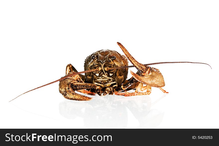 Crayfish On White