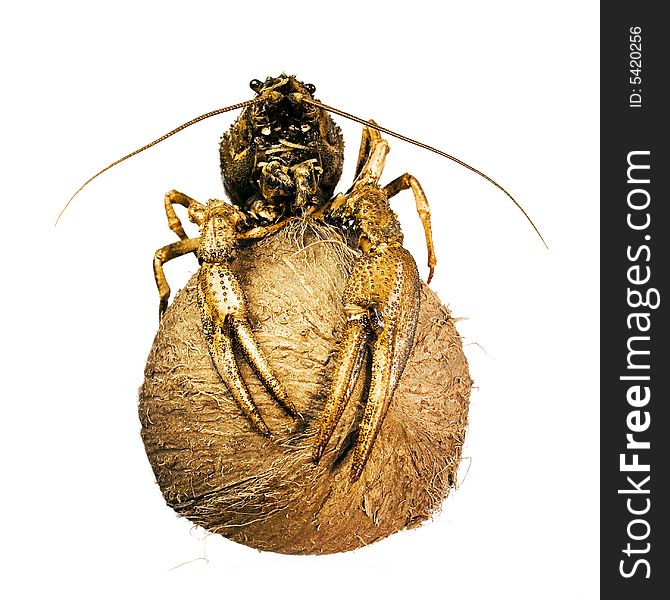 Crayfish on coconut isolated on white background