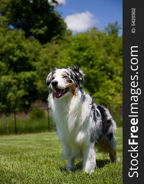A beautiful Blue Merle Tri-color Australian Shepherd stands proudly looking toward his master,. A beautiful Blue Merle Tri-color Australian Shepherd stands proudly looking toward his master,