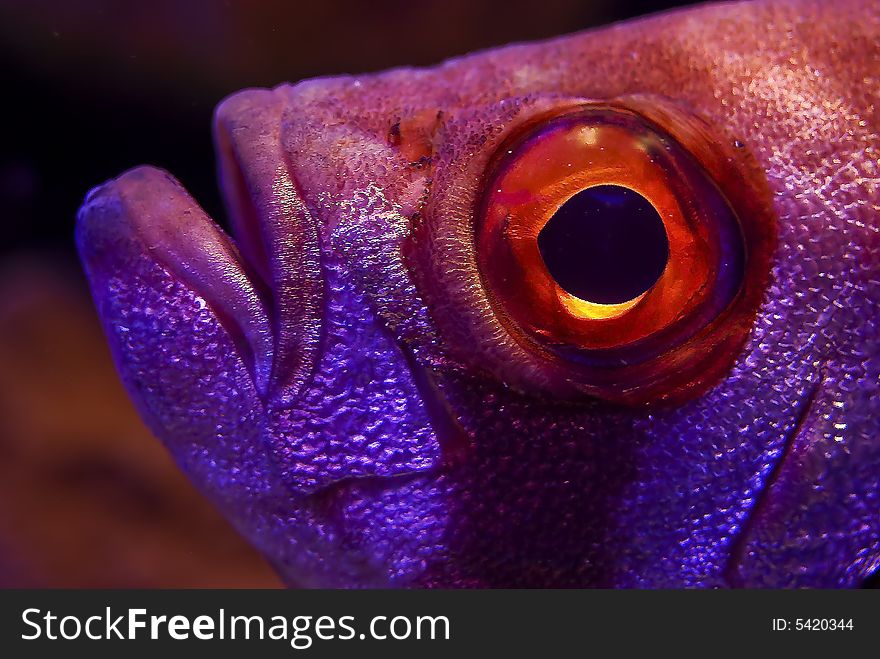 Portrait Of Coral Reef Fish