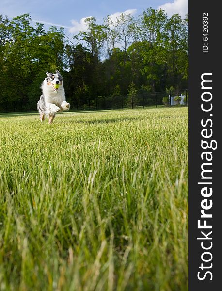 An active and athletic Australian Shepherd  leaps as she retrieves a ball. An active and athletic Australian Shepherd  leaps as she retrieves a ball.