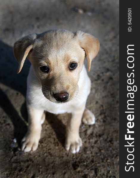 Puppy labrador retriever looking to the camera