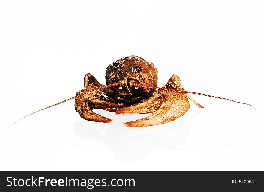 Crayfish isolated on white background. Crayfish isolated on white background