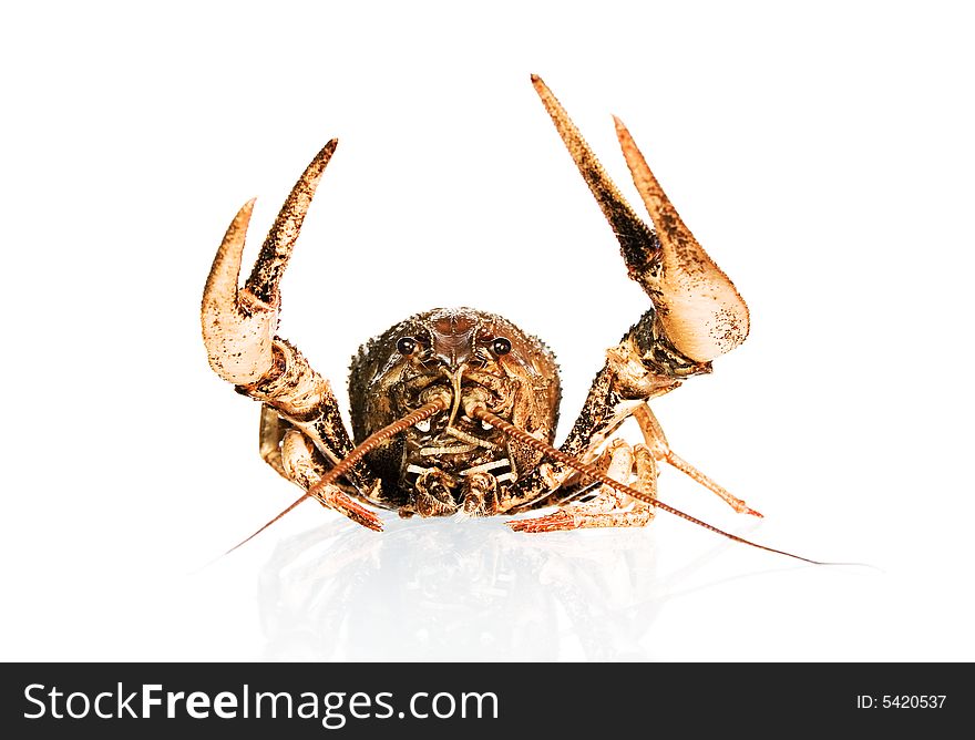 Crayfish on white